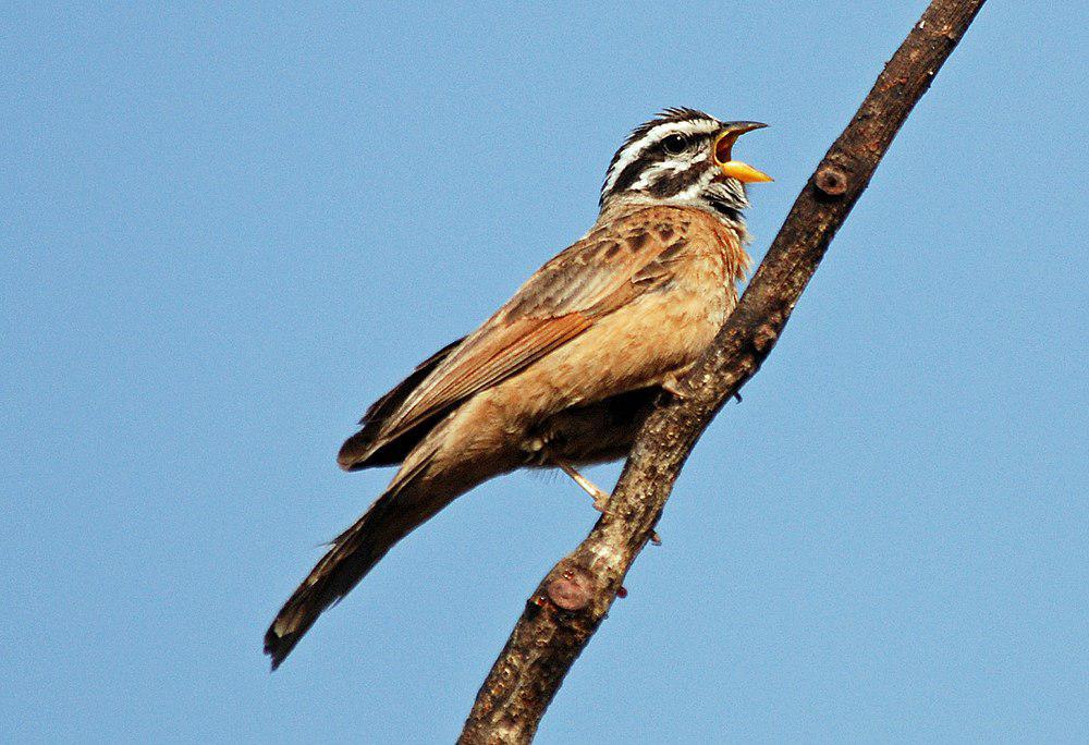 高氏朱胸岩鹀 / Gosling\'s Bunting / Emberiza goslingi