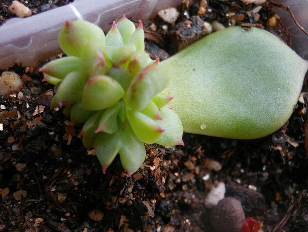 吉娃娃Echeveria chihuahuaensis