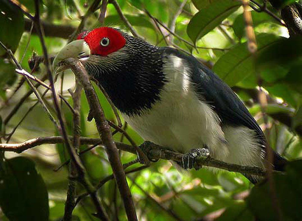 红脸地鹃 / Red-faced Malkoha / Phaenicophaeus pyrrhocephalus