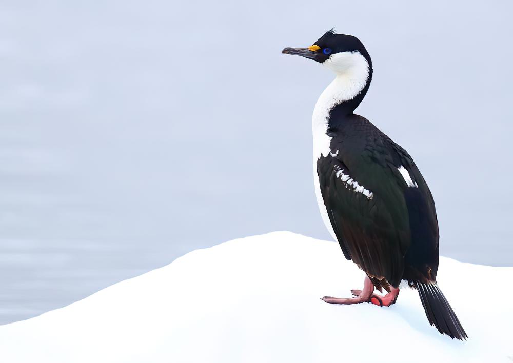 科岛鸬鹚 / Crozet Shag / Leucocarbo melanogenis