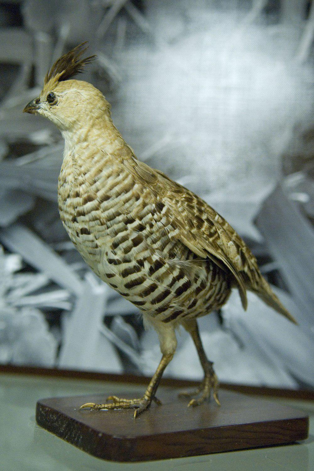 斑鹑 / Banded Quail / Philortyx fasciatus