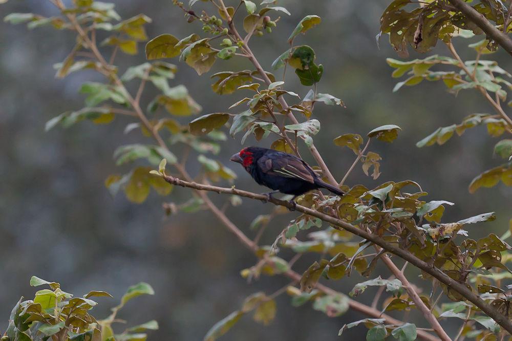 红颊拟䴕 / Red-faced Barbet / Lybius rubrifacies