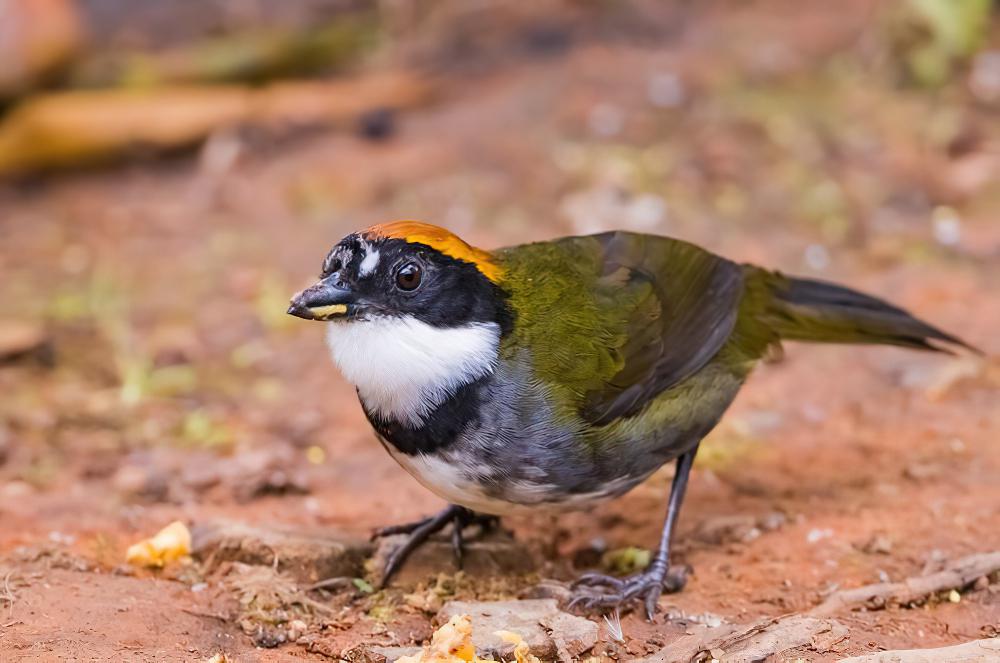 栗顶薮雀 / Chestnut-capped Brushfinch / Arremon brunneinucha