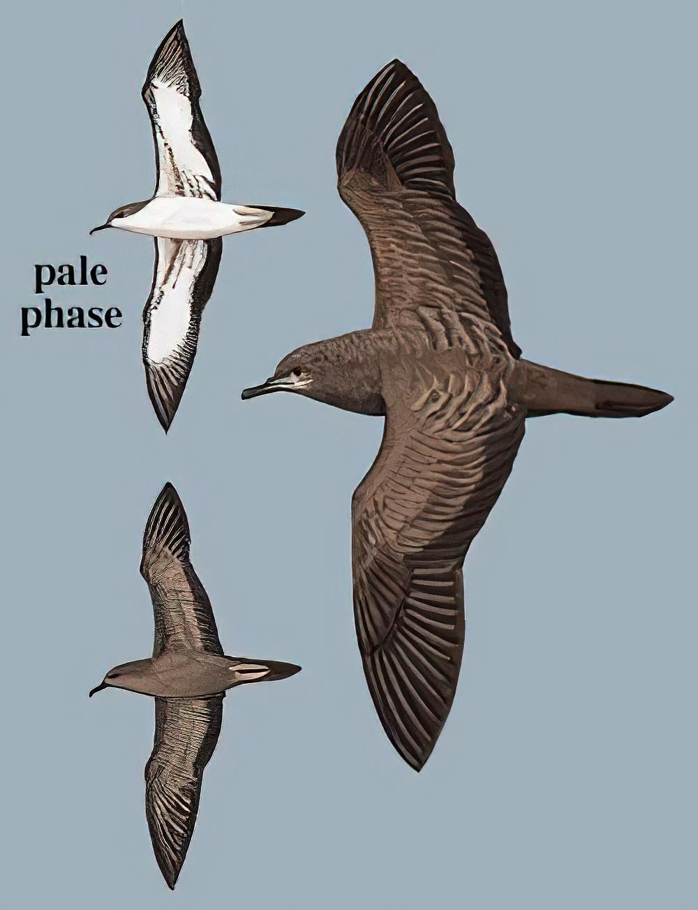 楔尾鹱 / Wedge-tailed Shearwater / Ardenna pacifica