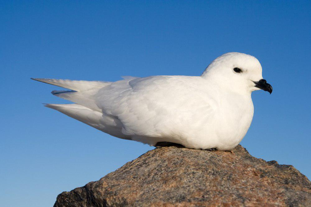 雪鹱 / Snow Petrel / Pagodroma nivea