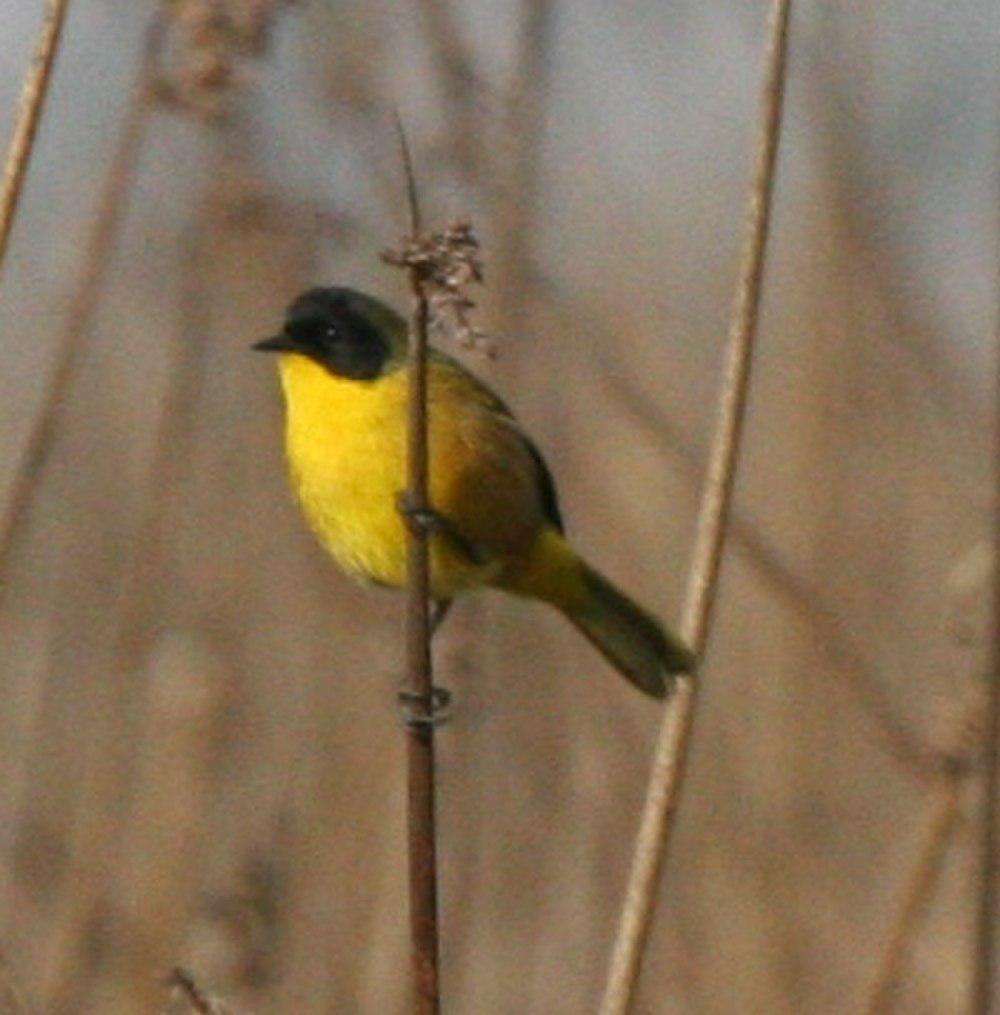 黑顶黄喉地莺 / Black-polled Yellowthroat / Geothlypis speciosa