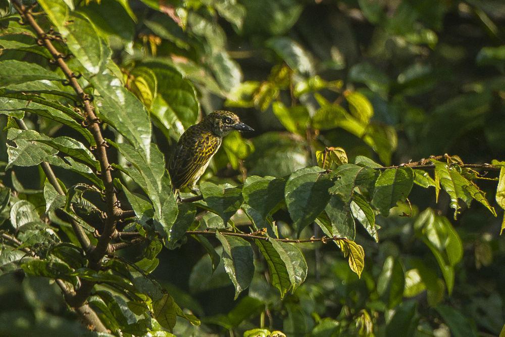 点斑钟声拟䴕 / Speckled Tinkerbird / Pogoniulus scolopaceus