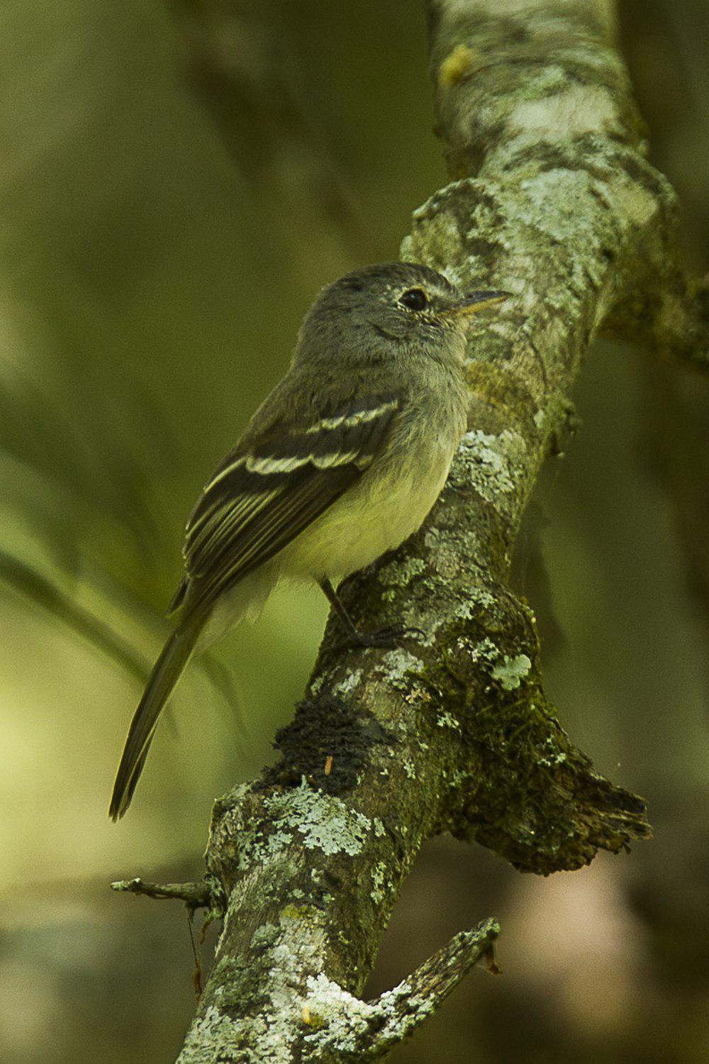 灰胸纹霸鹟 / Grey-breasted Flycatcher / Lathrotriccus griseipectus