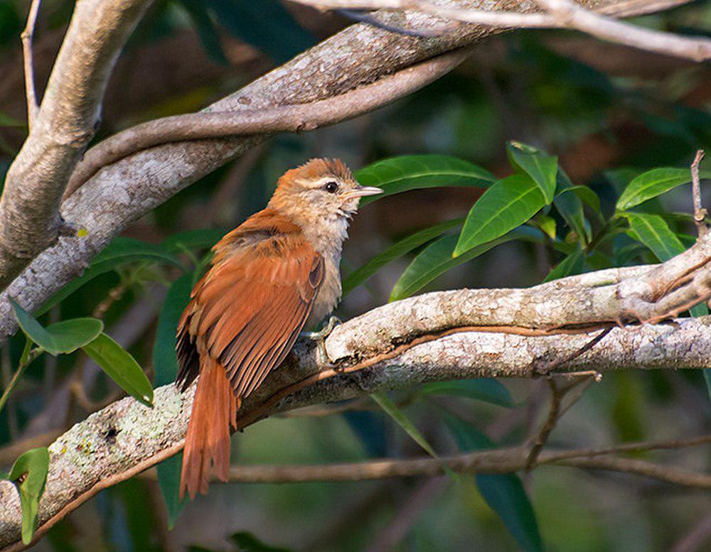 科岛针尾雀 / Coiba Spinetail / Cranioleuca dissita