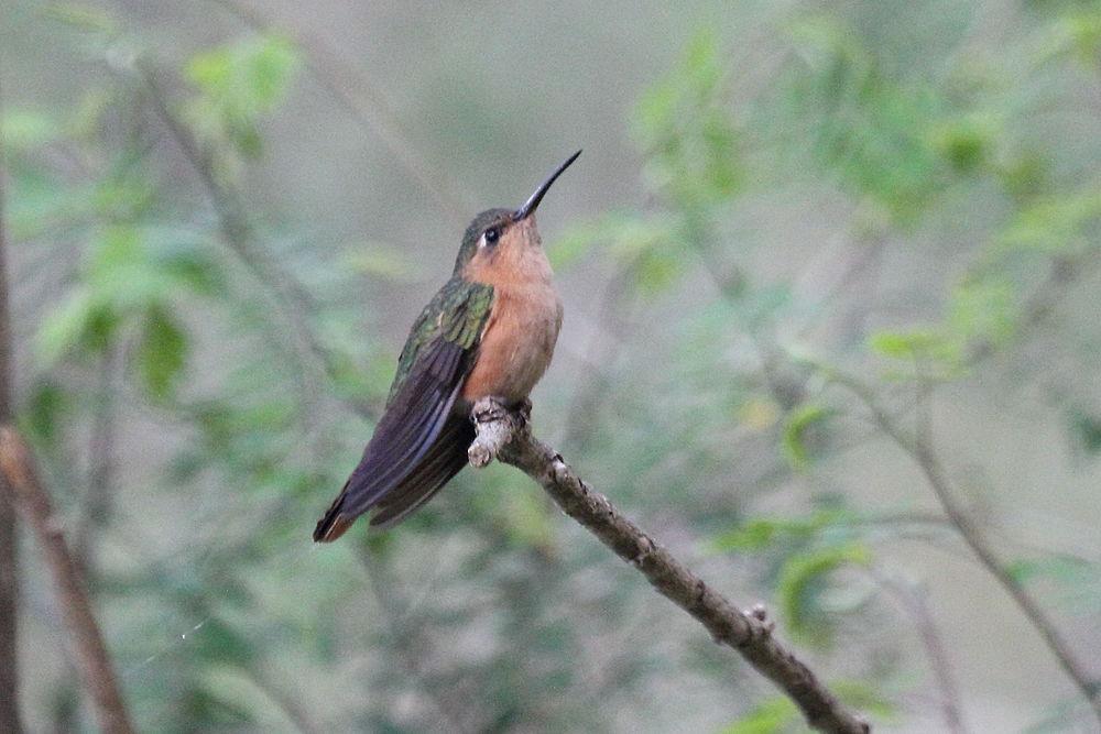 棕刀翅蜂鸟 / Rufous Sabrewing / Pampa rufa