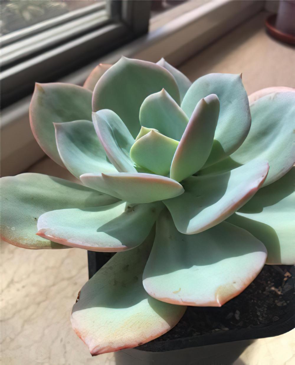 白凤 Echeveria ‘Hakuhou’