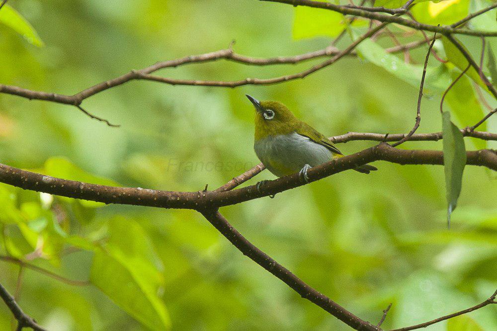 埃氏绣眼鸟 / Everett\'s White-eye / Zosterops everetti