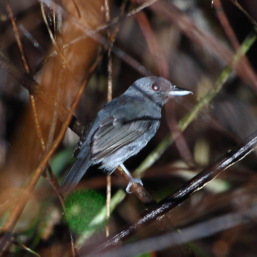 黑顶蚁鵙 / Plain-winged Antshrike / Thamnophilus schistaceus