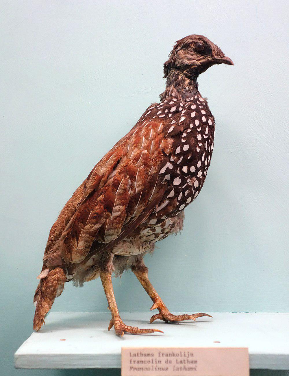 林鹧鸪 / Latham\'s Francolin / Peliperdix lathami