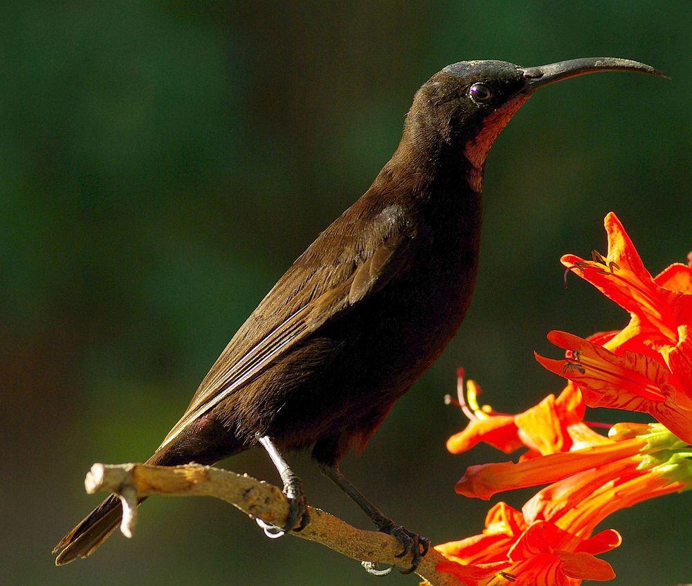 艾米花蜜鸟 / Amethyst Sunbird / Chalcomitra amethystina