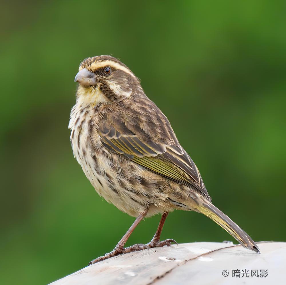 条纹丝雀 / Streaky Seedeater / Crithagra striolata