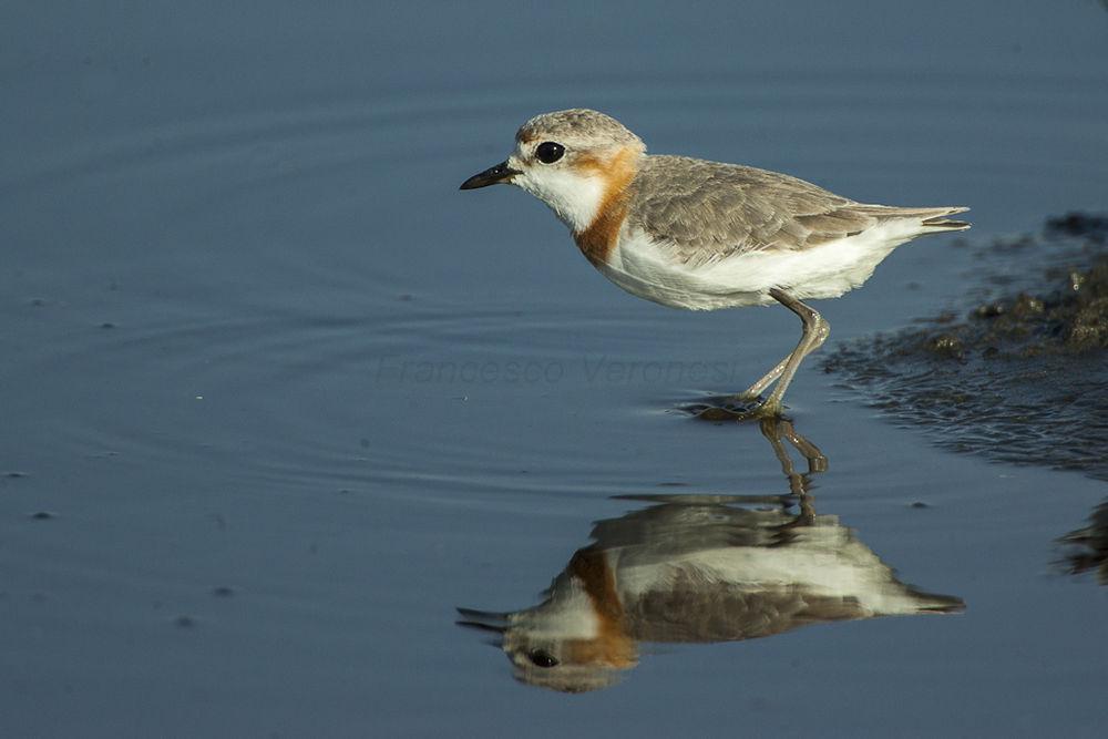 栗斑鸻 / Chestnut-banded Plover / Charadrius pallidus