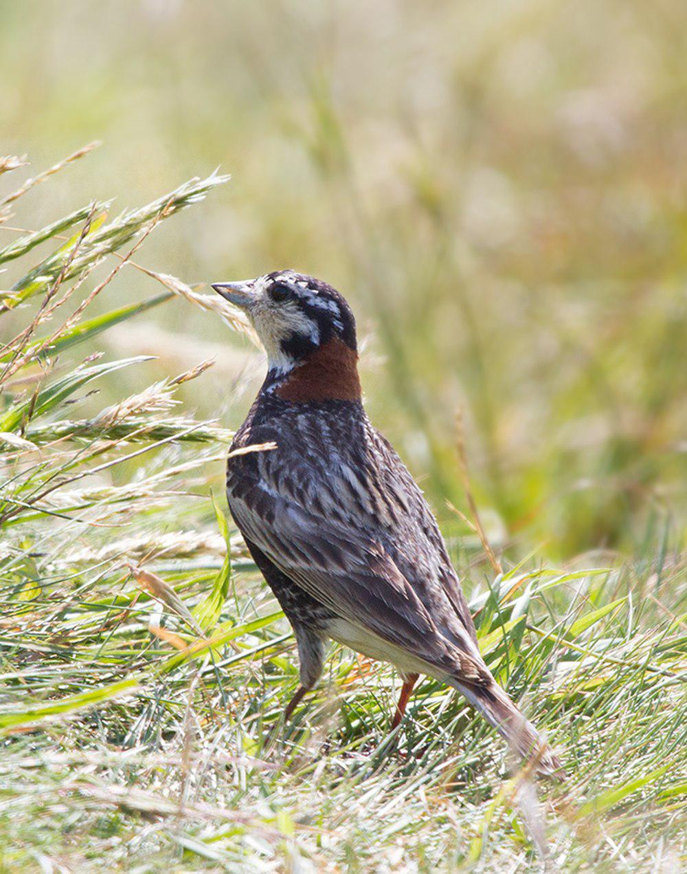 栗领铁爪鹀 / Chestnut-collared Longspur / Calcarius ornatus