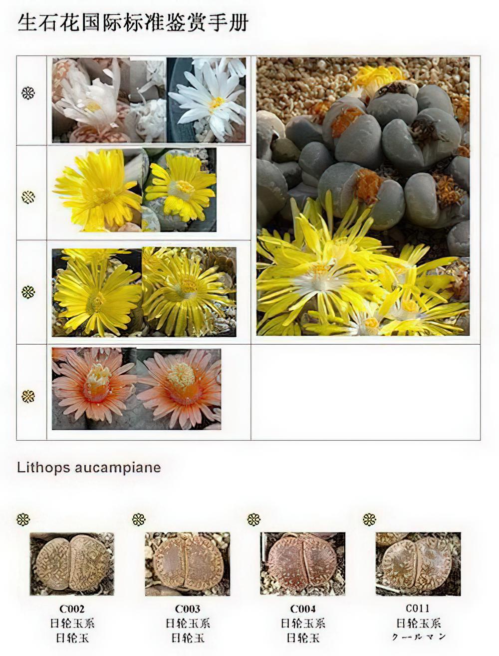 生石花国际标准鉴赏手册