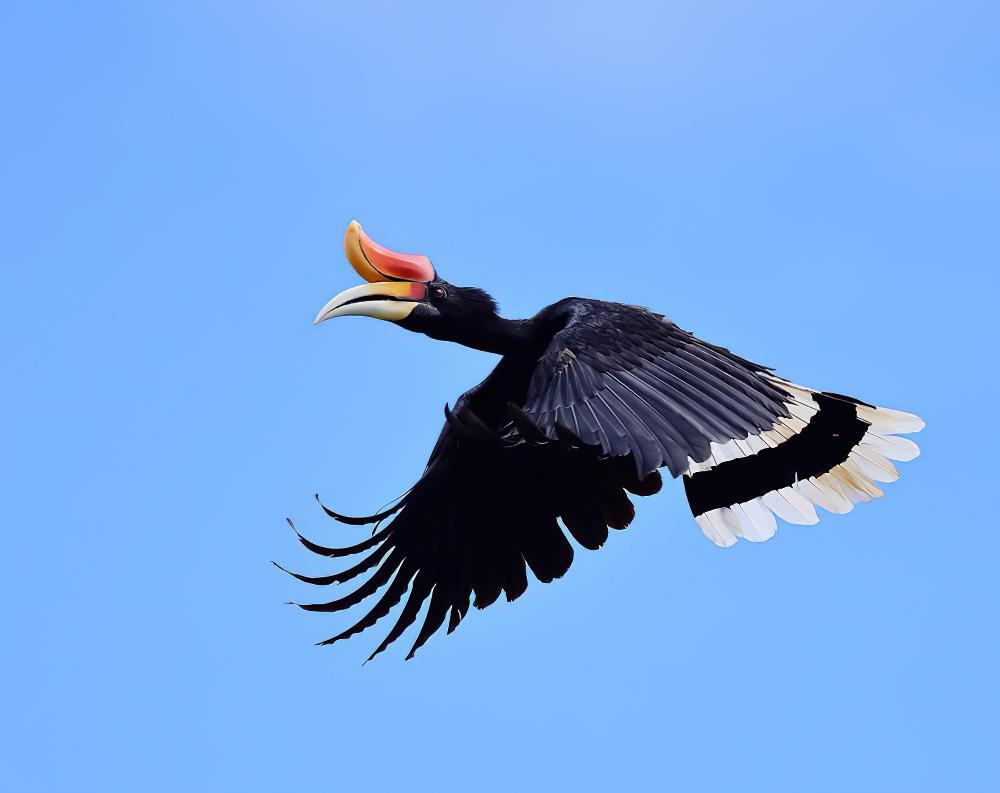 马来犀鸟 / Rhinoceros Hornbill / Buceros rhinoceros