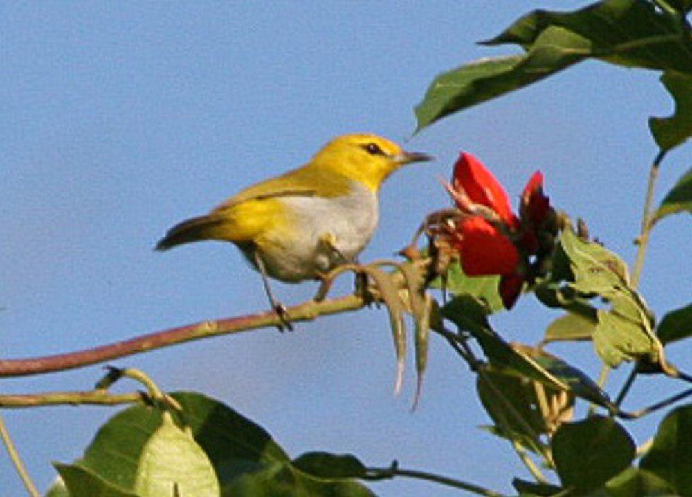 苍腹绣眼鸟 / Ashy-bellied White-eye / Zosterops citrinella