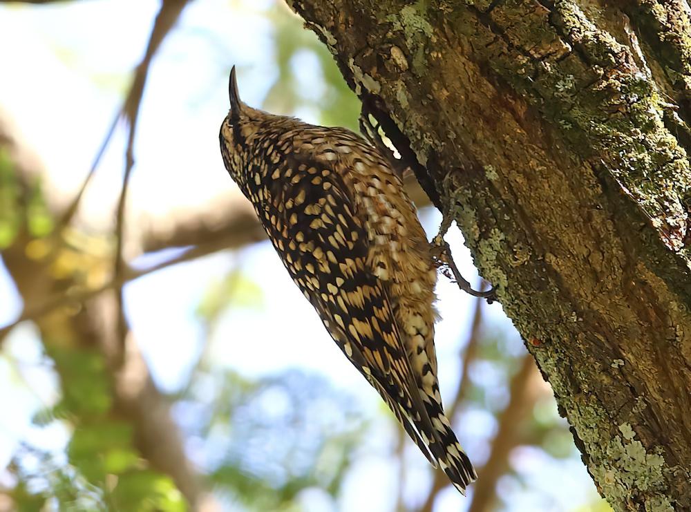 非洲斑旋木雀 / African Spotted Creeper / Salpornis salvadori