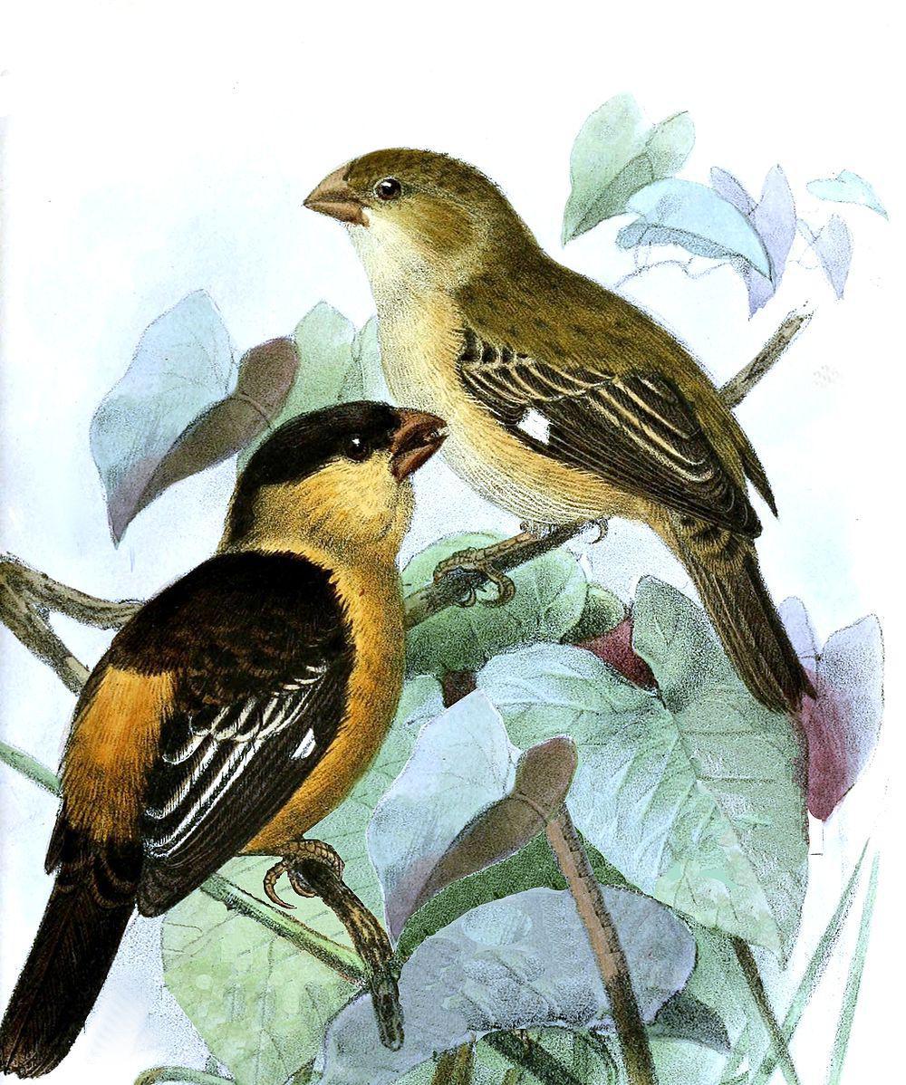 黑黄食籽雀 / Black-and-tawny Seedeater / Sporophila nigrorufa