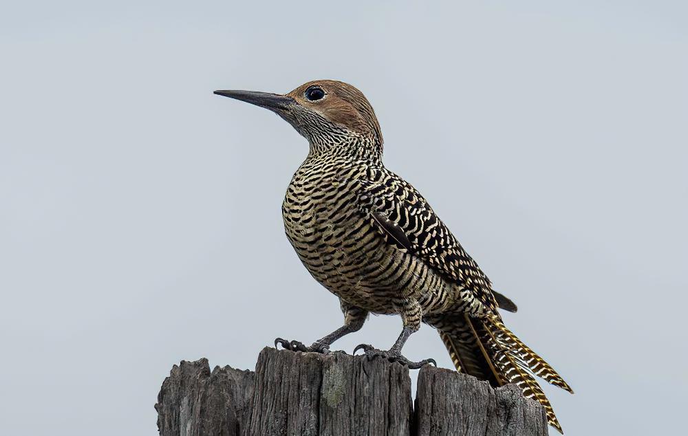 古巴扑翅䴕 / Fernandina\'s Flicker / Colaptes fernandinae