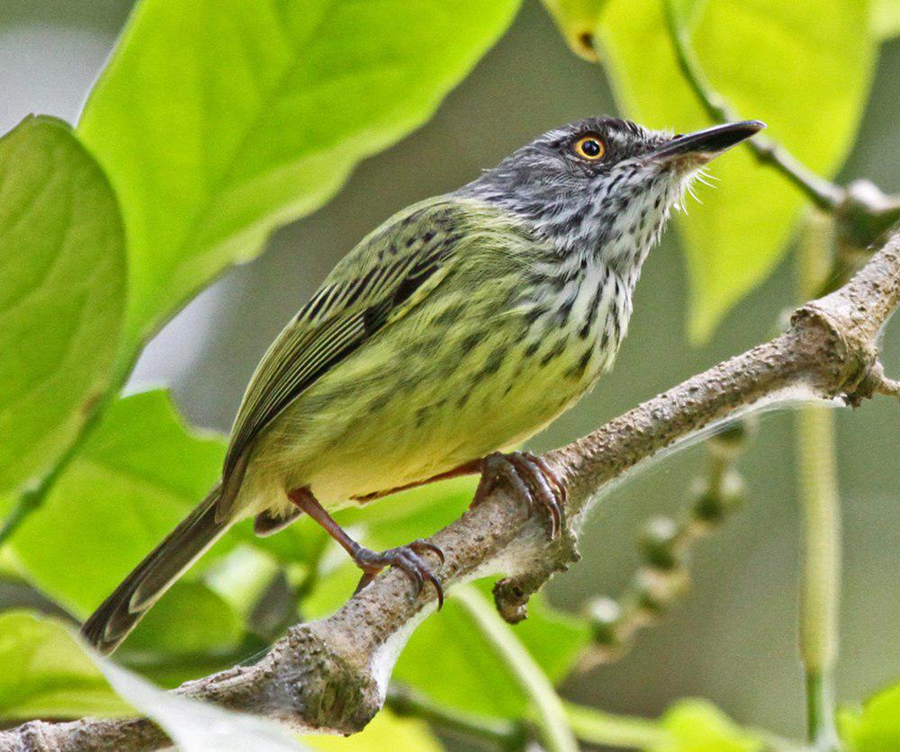 斑哑霸鹟 / Spotted Tody-Flycatcher / Todirostrum maculatum