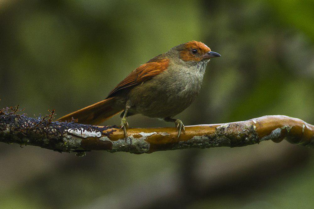 红脸针尾雀 / Red-faced Spinetail / Cranioleuca erythrops