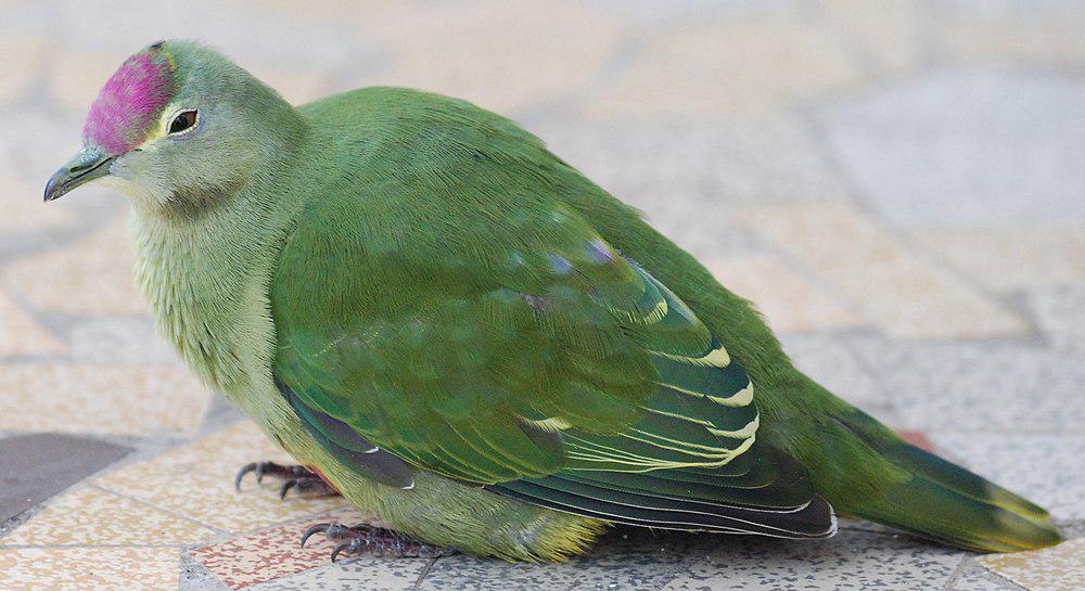 红嘴果鸠 / Red-bellied Fruit Dove / Ptilinopus greyi