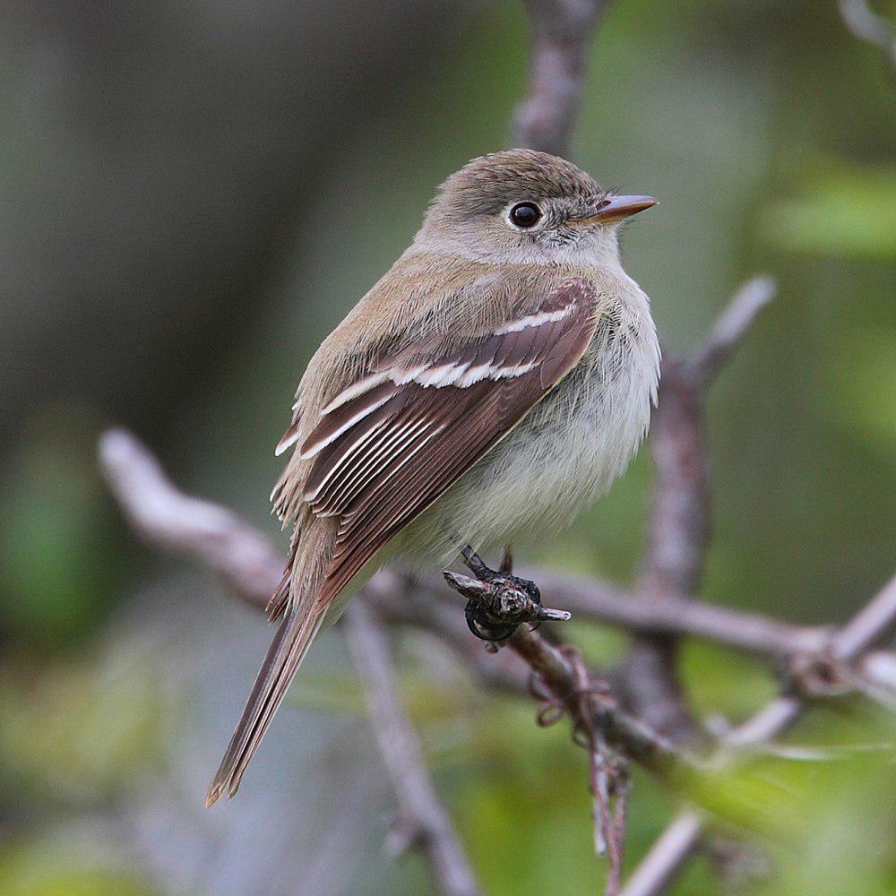 小纹霸鹟 / Least Flycatcher / Empidonax minimus