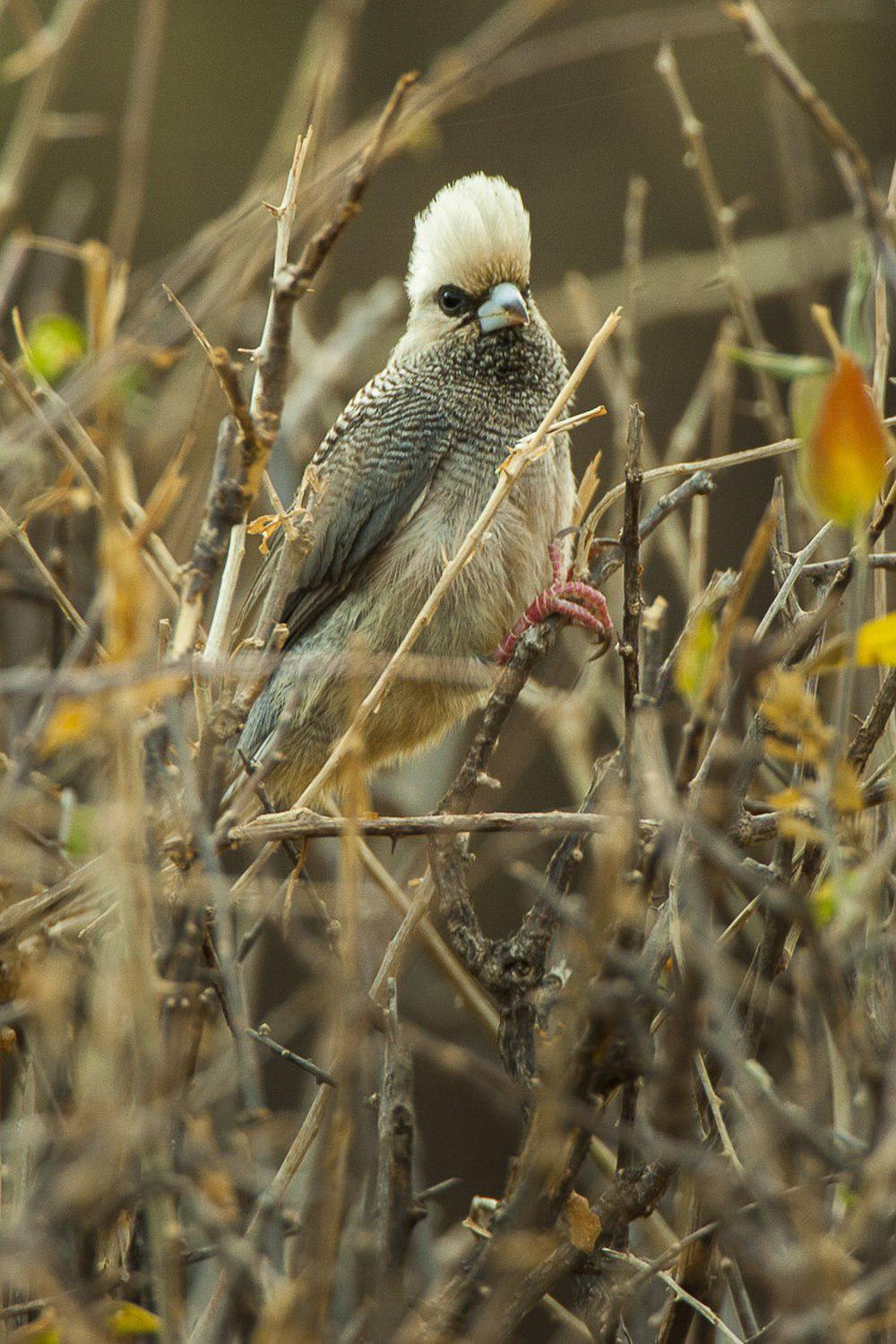 白头鼠鸟 / White-headed Mousebird / Colius leucocephalus