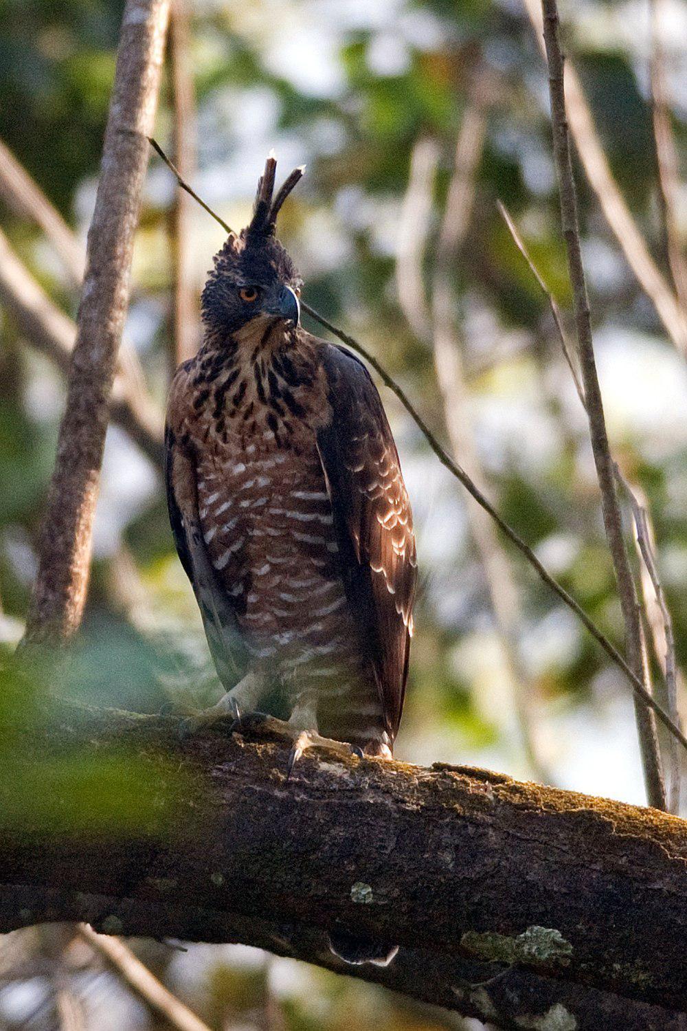 力氏鹰雕 / Legge\'s Hawk-Eagle / Nisaetus kelaarti