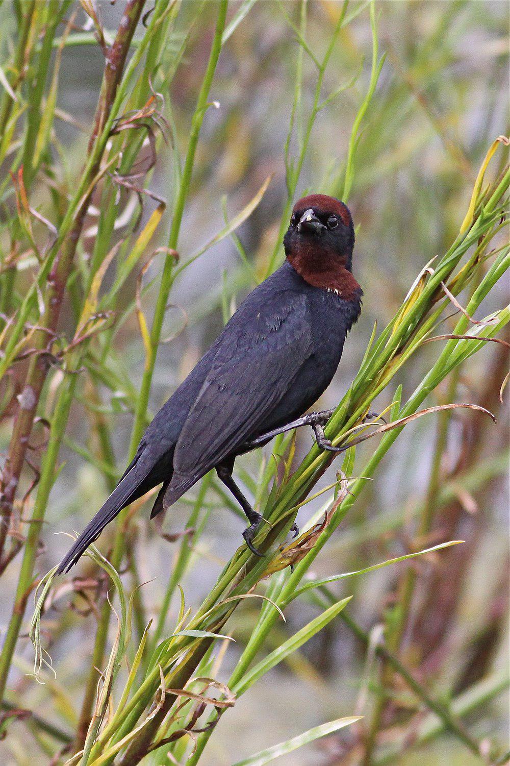 栗顶黑鹂 / Chestnut-capped Blackbird / Chrysomus ruficapillus