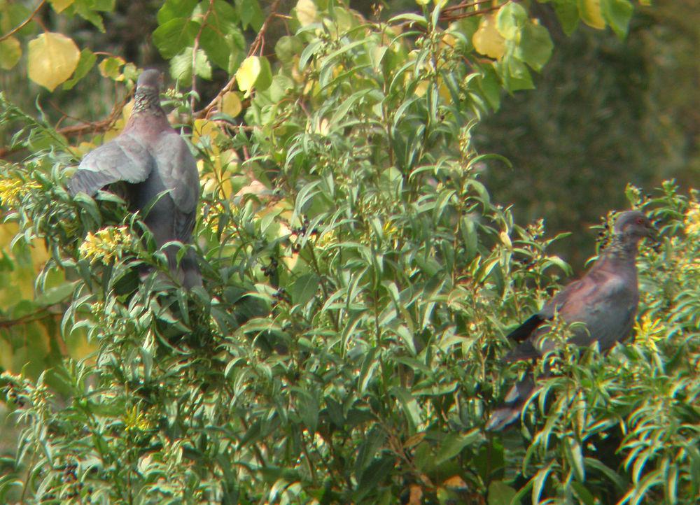 智利鸽 / Chilean Pigeon / Patagioenas araucana