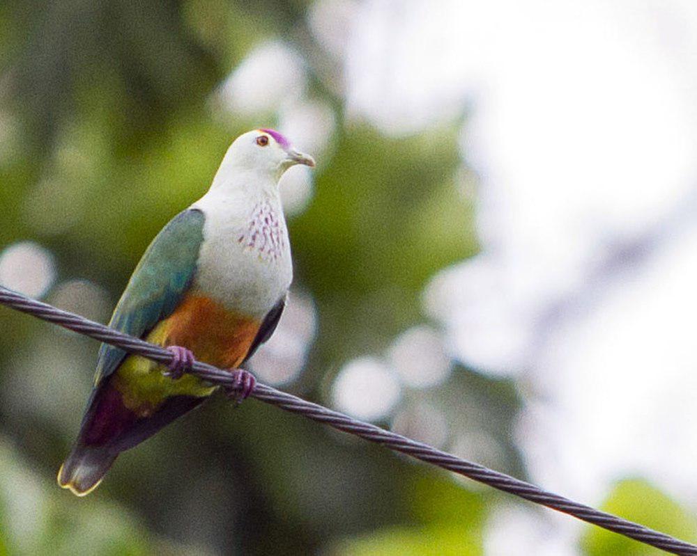 帕岛果鸠 / Palau Fruit Dove / Ptilinopus pelewensis