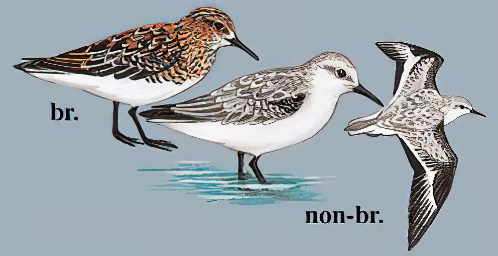 三趾滨鹬 / Sanderling / Calidris alba