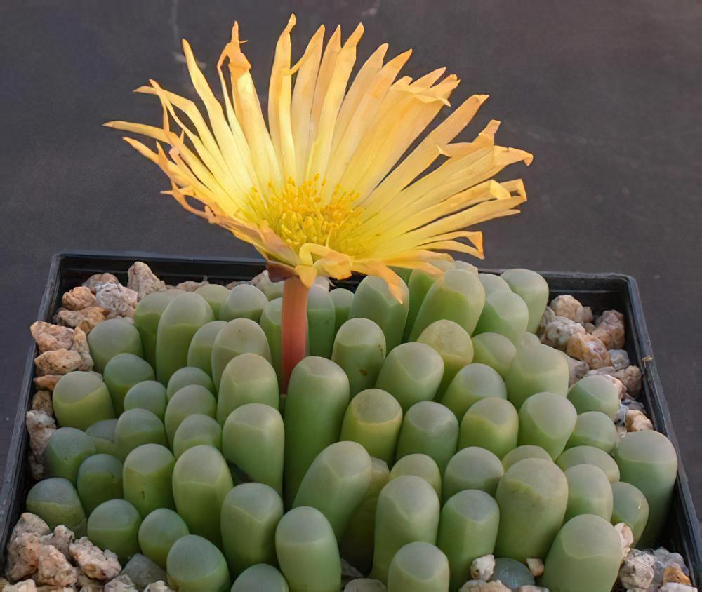 五十铃玉 Fenestraria aurantiaca