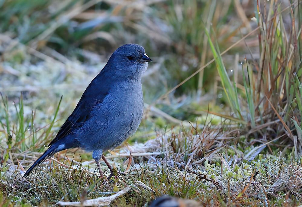 铅色岭雀鹀 / Plumbeous Sierra Finch / Geospizopsis unicolor