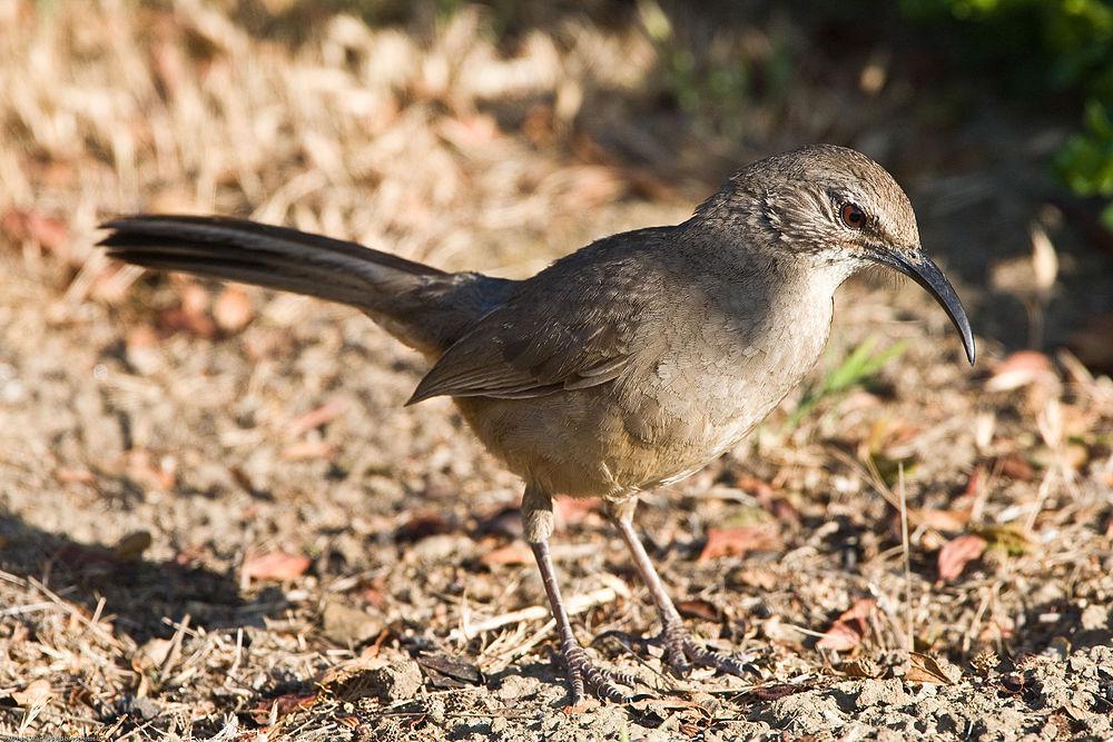 加州弯嘴嘲鸫 / California Thrasher / Toxostoma redivivum