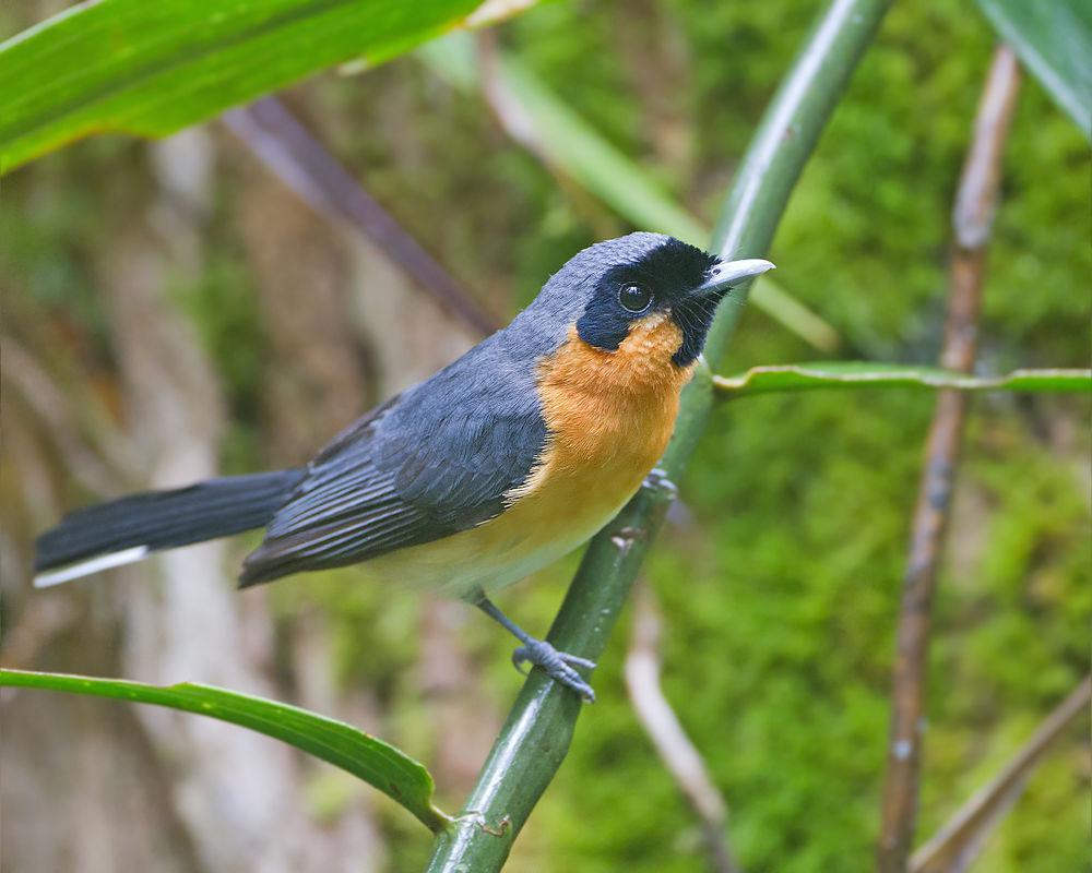 眼镜王鹟 / Spectacled Monarch / Symposiachrus trivirgatus