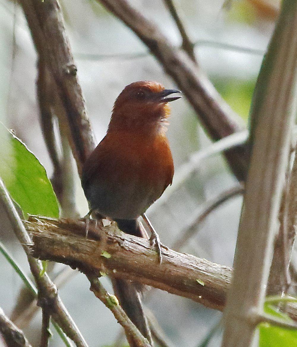 栗喉针尾雀 / Chestnut-throated Spinetail / Synallaxis cherriei