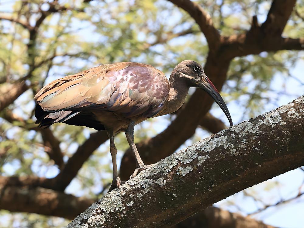 凤头鹮 / Hadada Ibis / Bostrychia hagedash