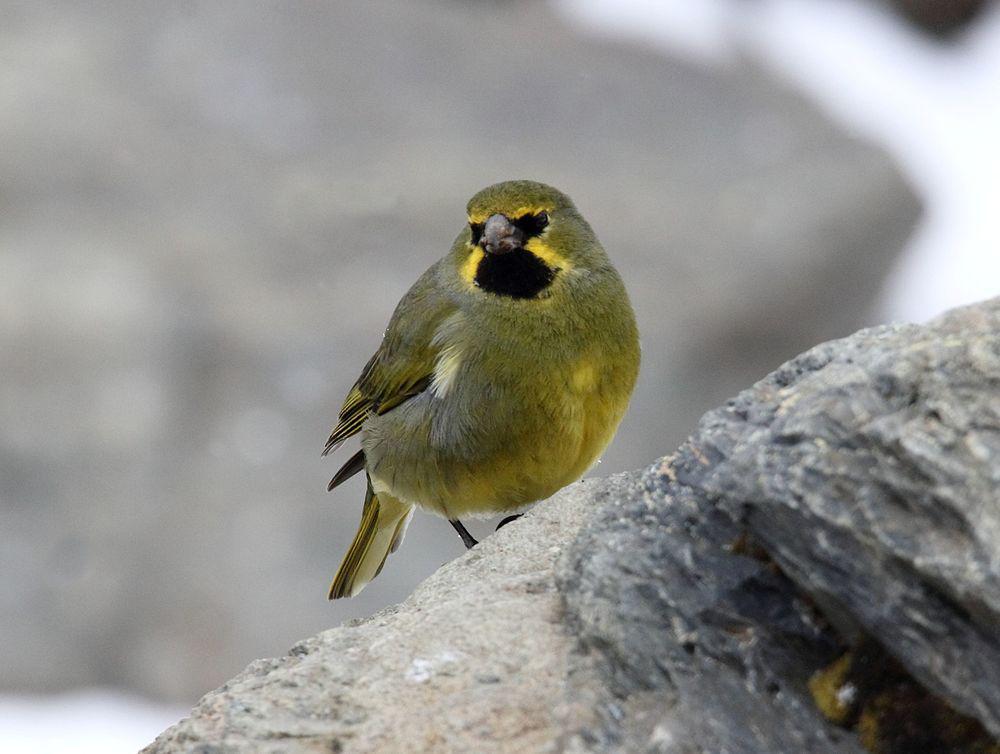 黄纹雀鹀 / Yellow-bridled Finch / Melanodera xanthogramma