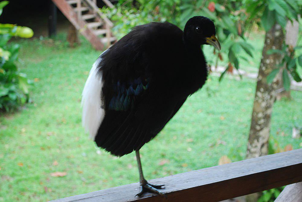 白翅喇叭声鹤 / Pale-winged Trumpeter / Psophia leucoptera