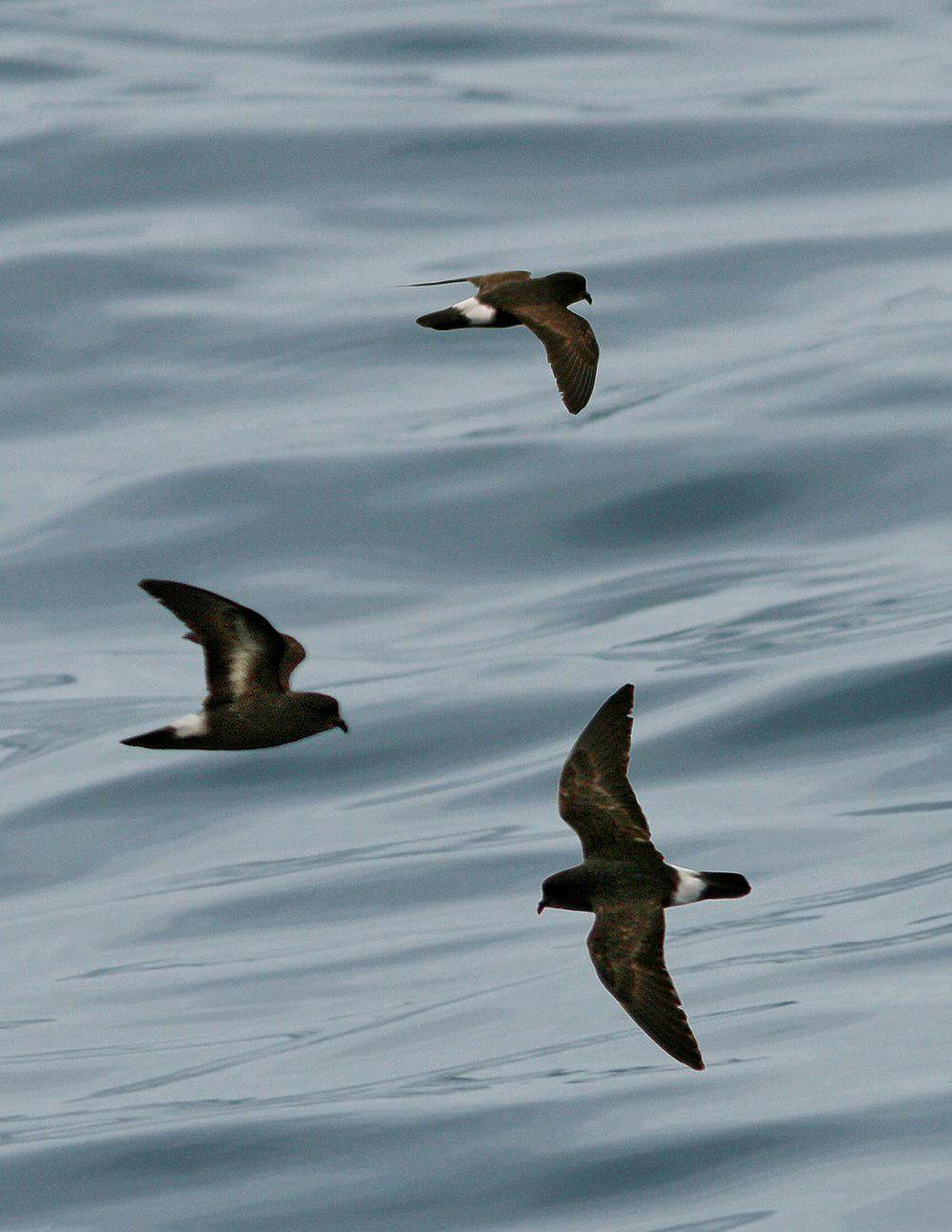 暴风海燕 / European Storm Petrel / Hydrobates pelagicus