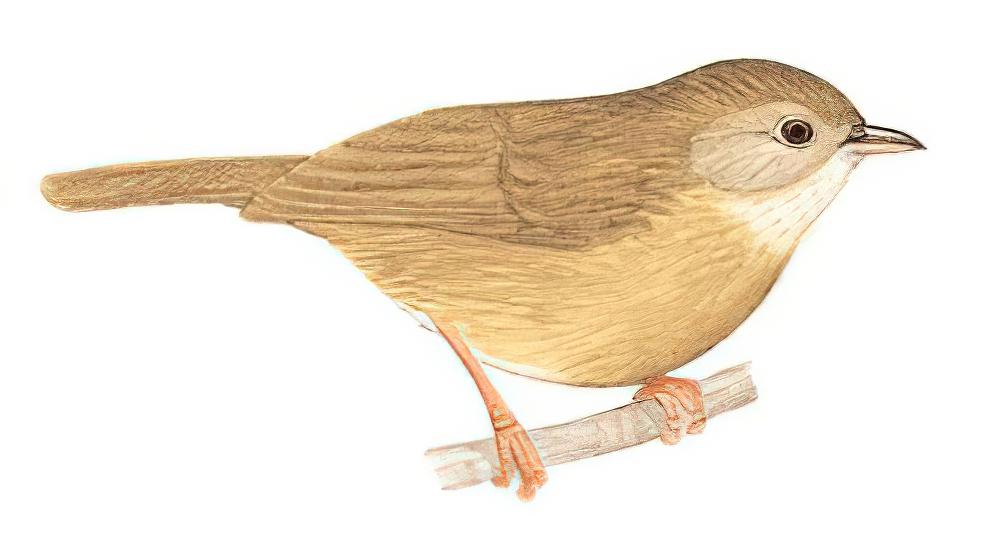 白腹幽鹛 / Spot-throated Babbler / Pellorneum albiventre