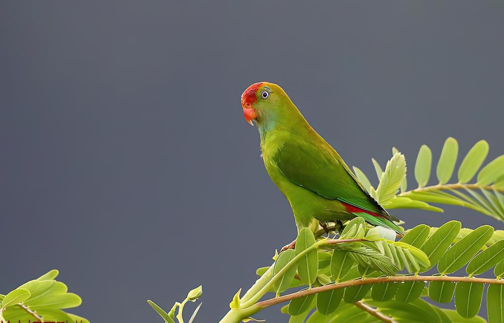 斯里兰卡短尾鹦鹉 / Sri Lanka Hanging Parrot / Loriculus beryllinus