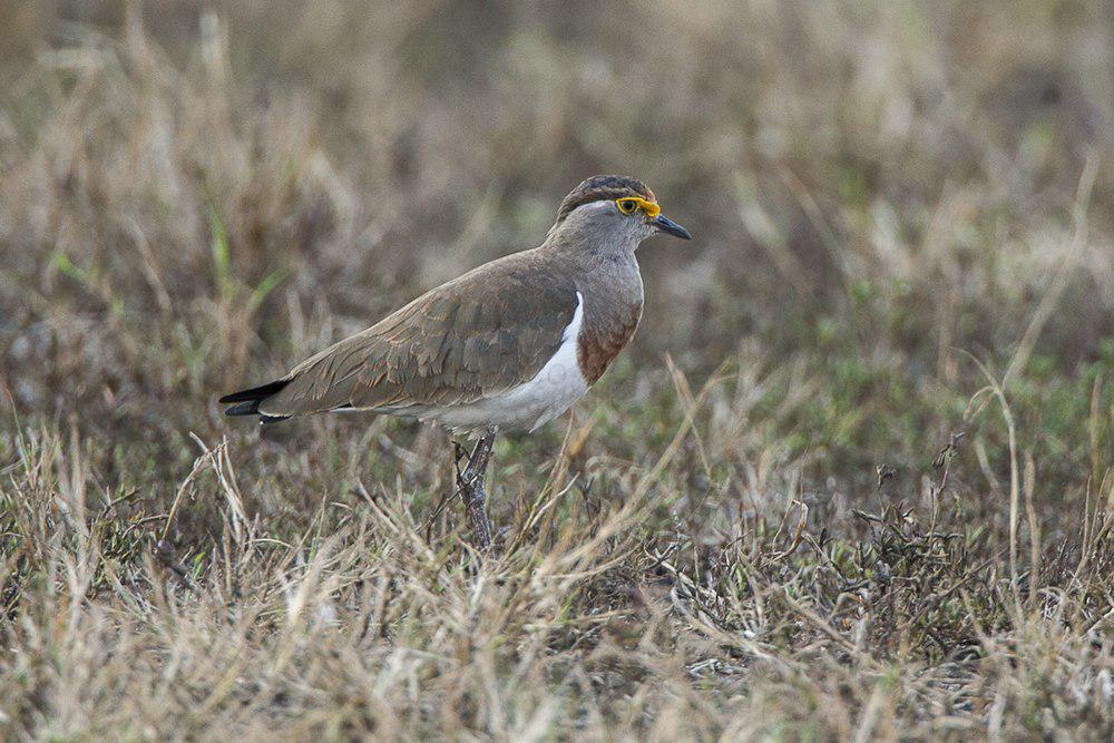 褐胸麦鸡 / Brown-chested Lapwing / Vanellus superciliosus